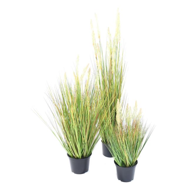 Onion Grass Graine Artificiel
