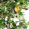 Citronnier Sunny