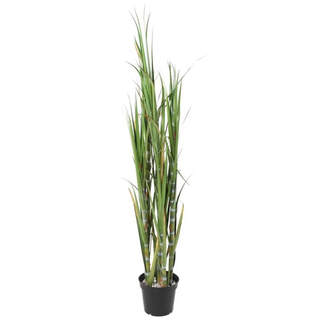 Canne à sucre artificielle