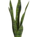 SANSEVIERIA artificiel PIQUET MIXTE
