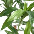 DRACAENA artificiel FRAGRANS Janet Craig