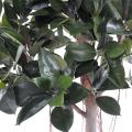 Rubbert plant tree artificiel