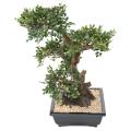 BONSAI ORME Artificiel EN COUPE gravier