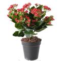 Kalanchoe artificiel