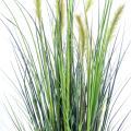 Foxtail artificiel GF