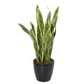 Sansevieria artificiel LARGE