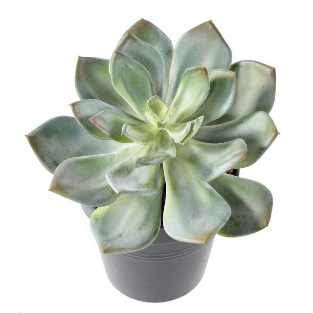 SUCCULENTE Artificielle *25
