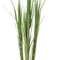 Canne à sucre artificielle