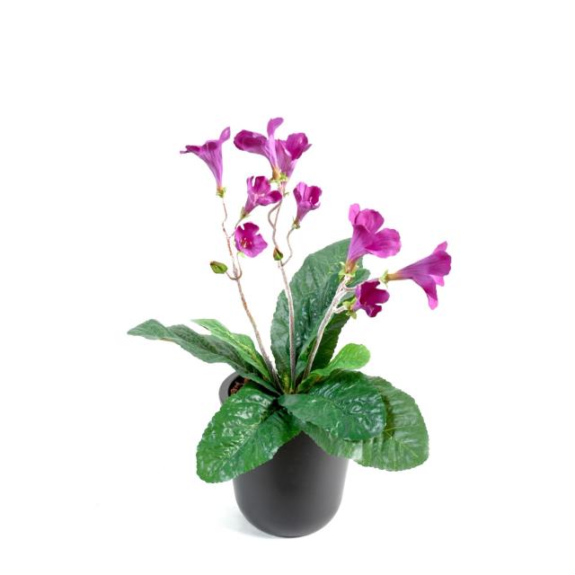 Streptocarpus artificiel