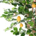Citronnier Sunny