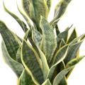 SANSEVIERIA Artificiel MASONIANA 66