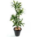 DRACAENA artificiel FRAGRANS Janet Craig