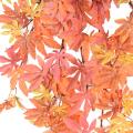 ARALIA Artificiel CHUTE 96 A