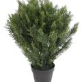 CYPRES Artificiel BUISSON ROND