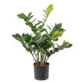 Zamia artificiel