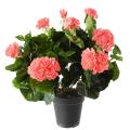Geranium artificiel*115