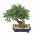 BONSAI JUNIPERUS ARTIFICIEL EN COUPE
