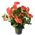 Begonia artificiel*92