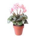 Cyclamen artificiel *8