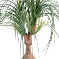 Beaucarnea artificiel