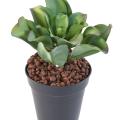 SUCCULENTE artificielle 20