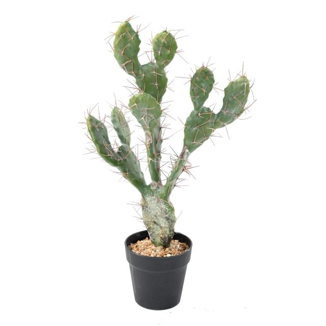 CACTUS Artificiel