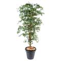 Aralia artificiel new (erable)