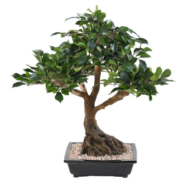 Bonsai artificiel FICUS EN COUPE