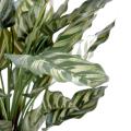 Maranta artificiel calathea makoyana*40F