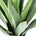 AGAVE artificielle FURCRAEA