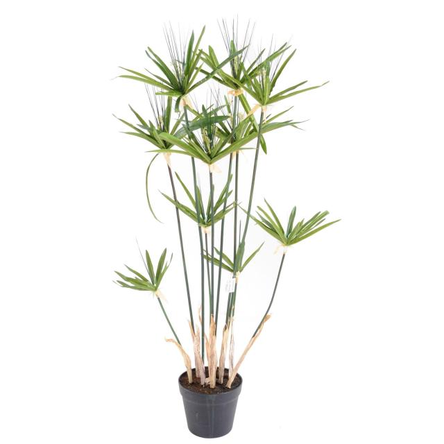 Papyrus artificiel ALTERNIFOLIUS