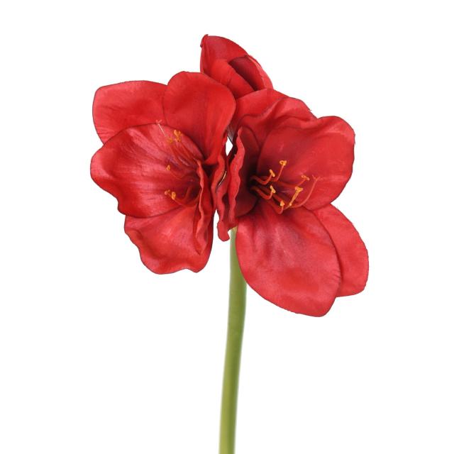 Amaryllis