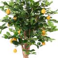 Citronnier Sunny