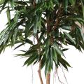 Ficus artificiel ALII ROYAL