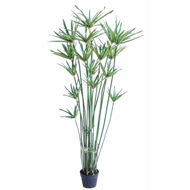 Papyrus artificiel ALTERNIFOLIUS