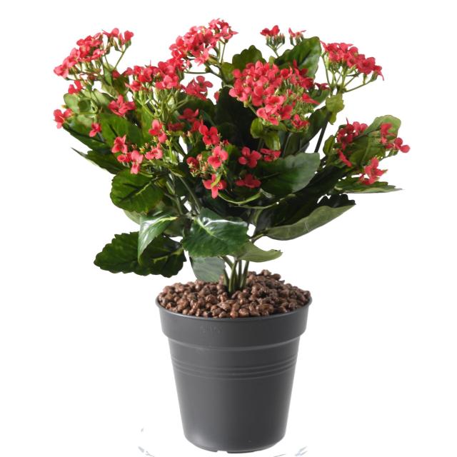 Kalanchoe artificiel