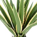 AGAVE artificielle FURCRAEA