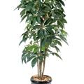 Schefflera artificiel AMATA