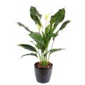 SPATHIPHYLLUM Artificiel PLAST 5 Fl