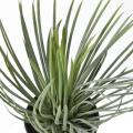 YUCCA Artificiel ROSTRATA 40