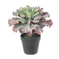 SUCCULENTE Artificielle adromischus cristatus
