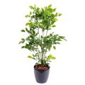 Palissandre artificielle PLASTIQUE