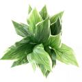 HOSTA Artificiel*18