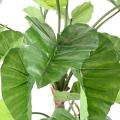 ALOCASIA Artificiel