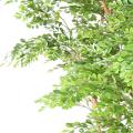 ACACIA Artificiel