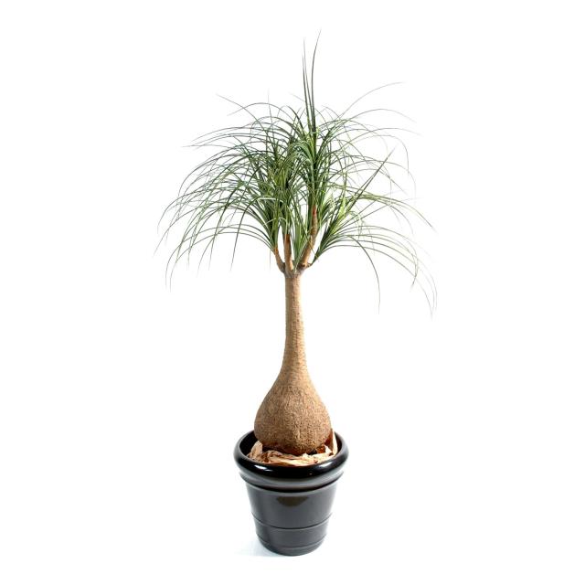 Beaucarnea artificiel