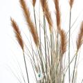 Foxtail artificiel GF