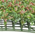 RUSCUS PLAQUE