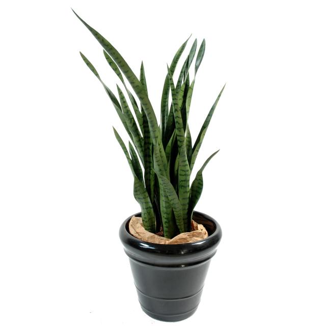 Sansevieria artificiel