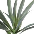 YUCCA Artificiel RAPIER